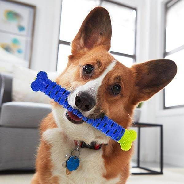 Juguetes para perros y gatos esenciales