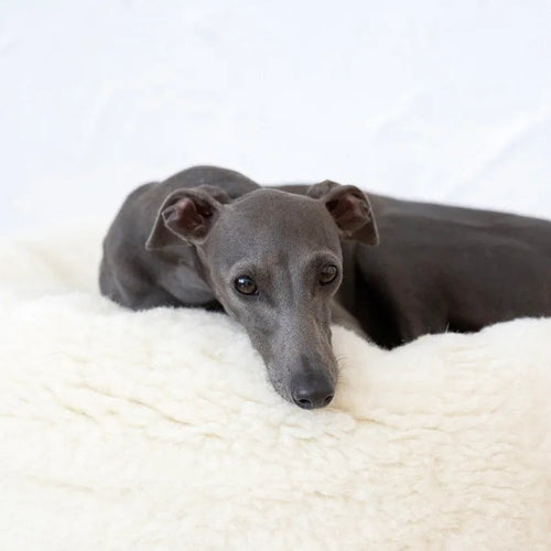 Portada cuadrada premium de Cama ovalada de lana natural para mascotas - blanco - Tu Peludo Premium