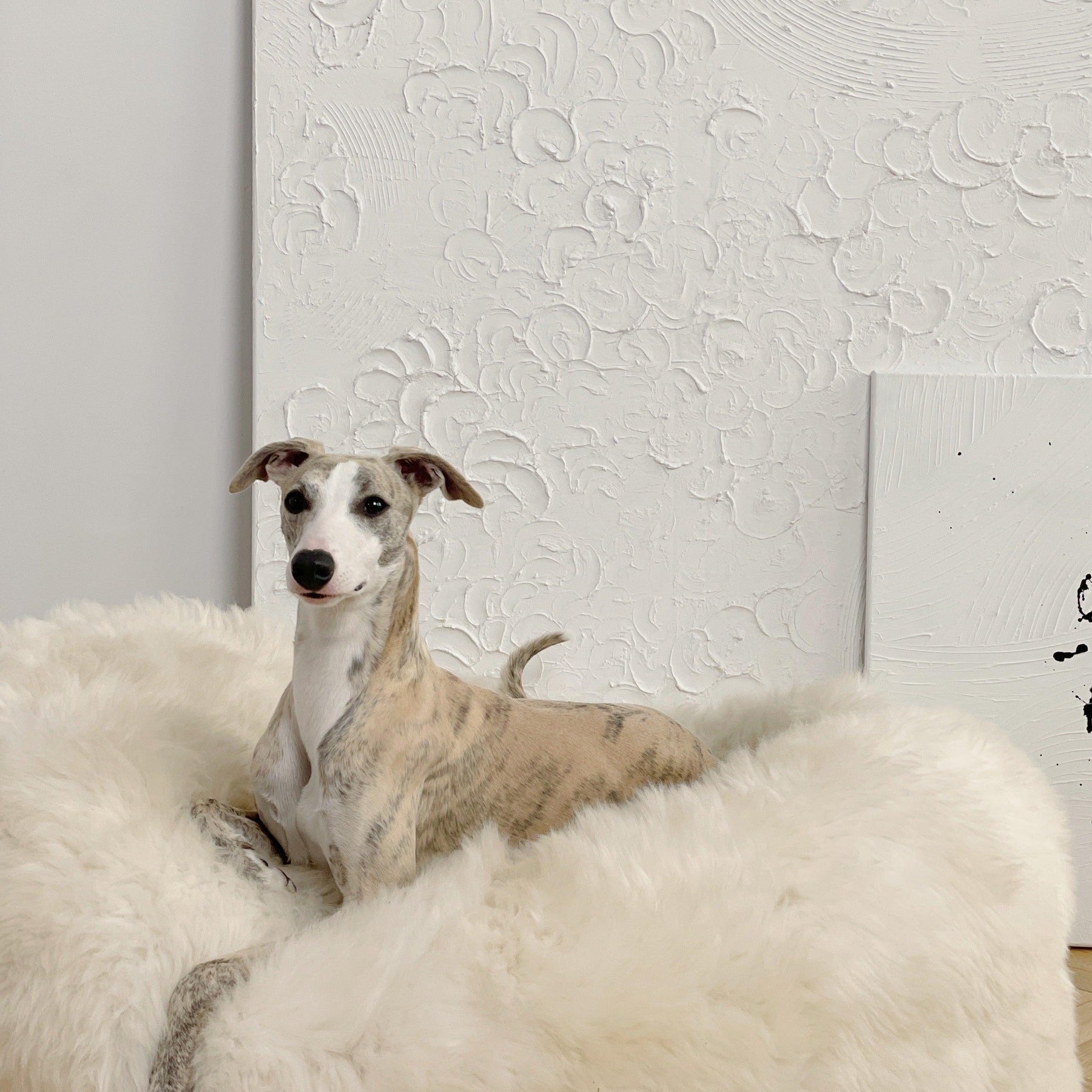 Portada cuadrada premium de Cama ovalada de piel natural para mascotas - blanco - Tu Peludo Premium