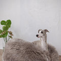 Portada cuadrada premium de Cama ovalada de piel natural para mascotas - greige - Tu Peludo Premium
