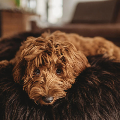 Portada cuadrada premium de Cama ovalada de piel natural para mascotas - marrón chocolate - Tu Peludo Premium