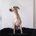 Portada cuadrada premium de Cama ovalada de piel natural para mascotas - negro - Tu Peludo Premium