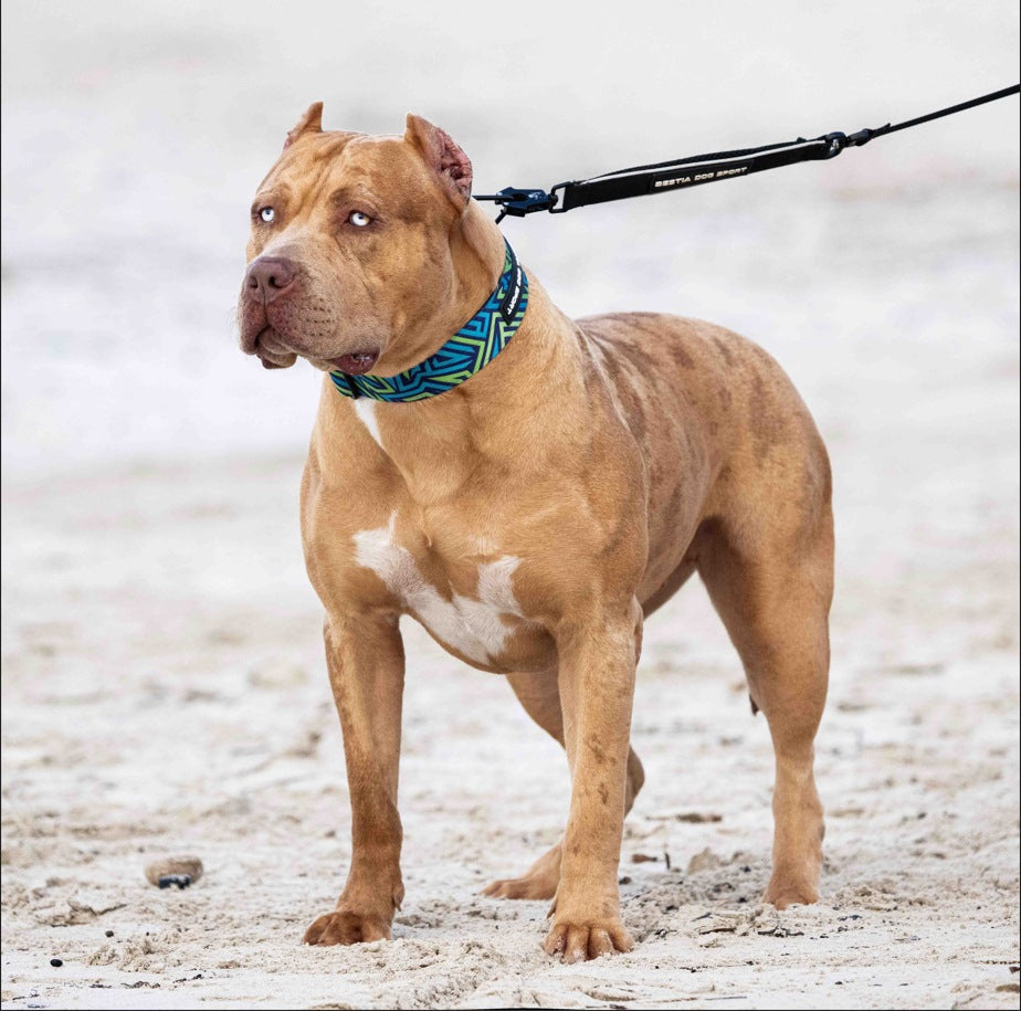 Verstellbares Halsband impermeable de nylon azul fuer Hunde - Bild 2