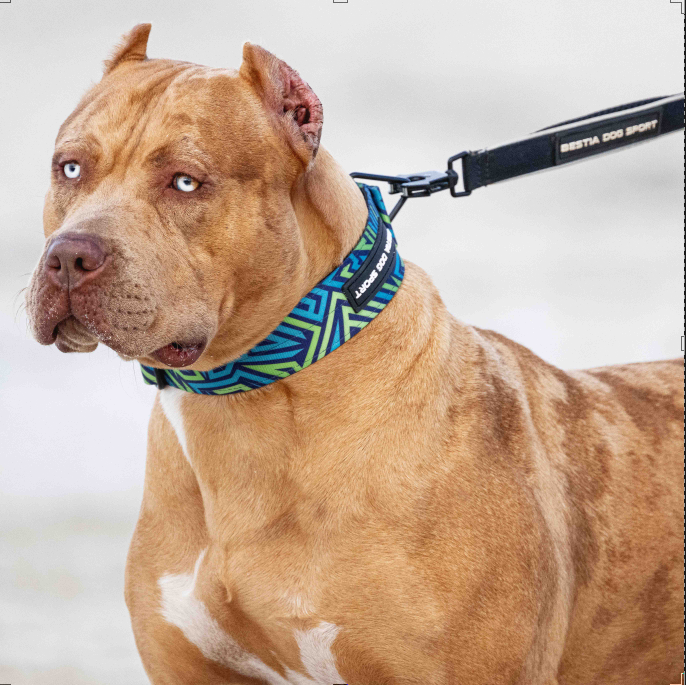 Verstellbares Halsband impermeable de nylon azul fuer Hunde - Bild 3