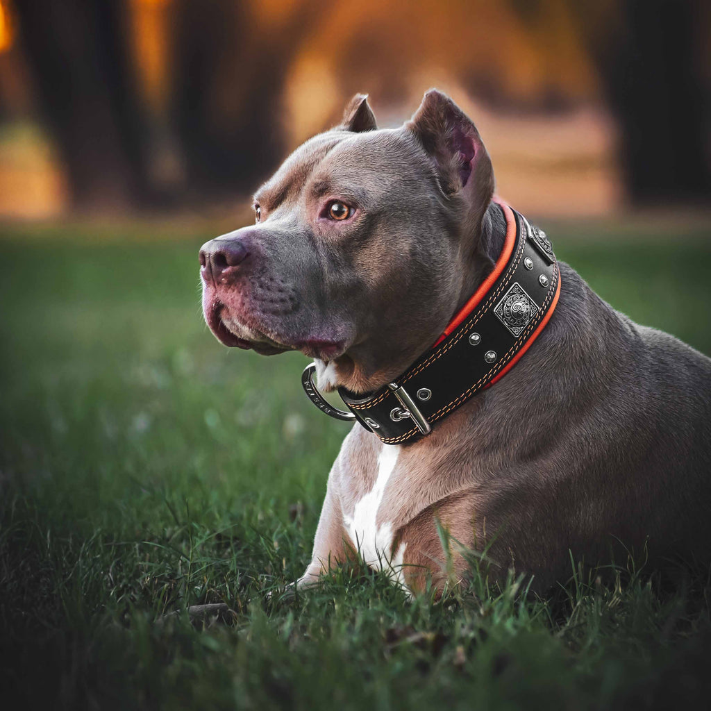 The "Eros" collar 2.5 inch wide black & orange para perros y gatos - imagen 3