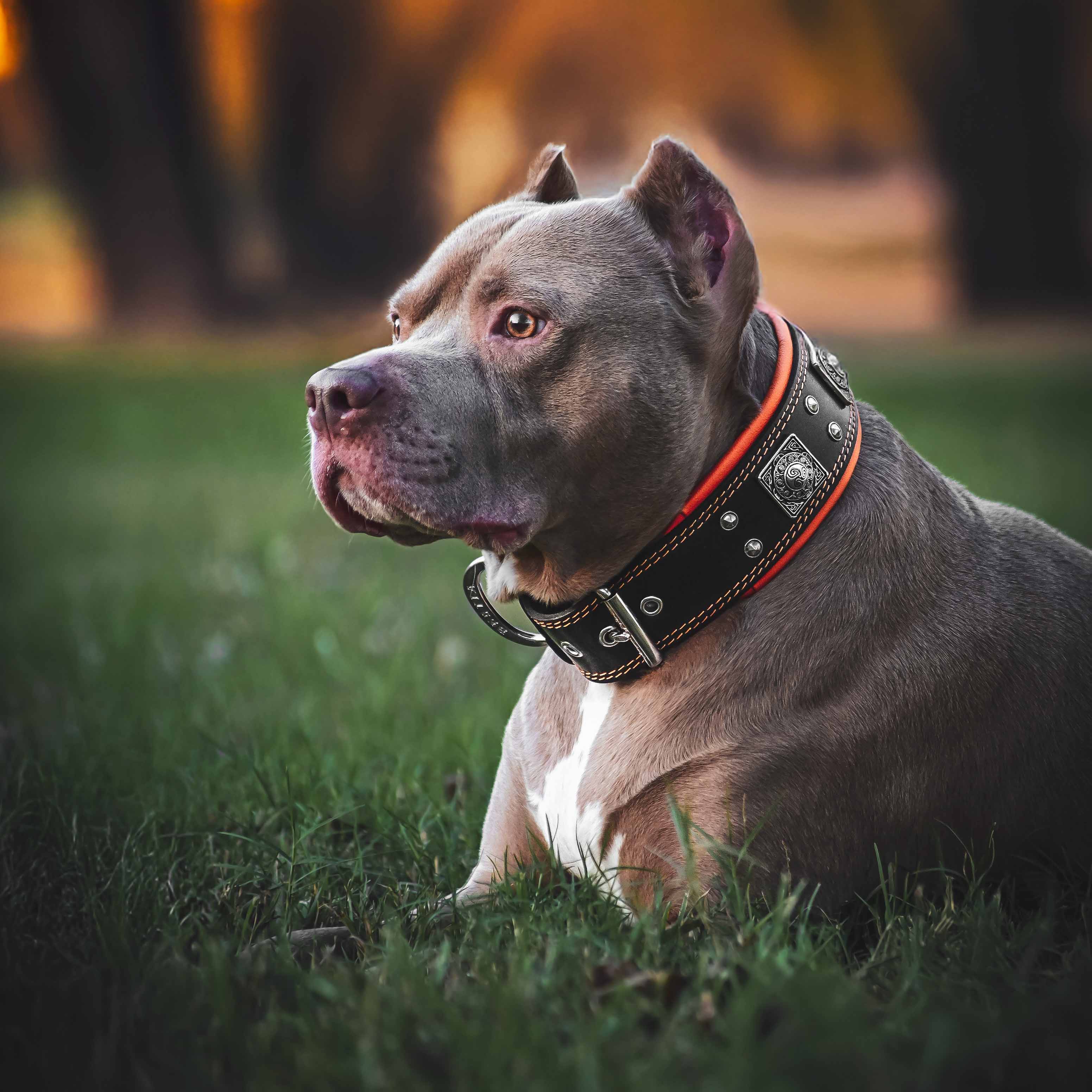 The "Eros" collar 2.5 inch wide black & orange para perros y gatos - imagen 3