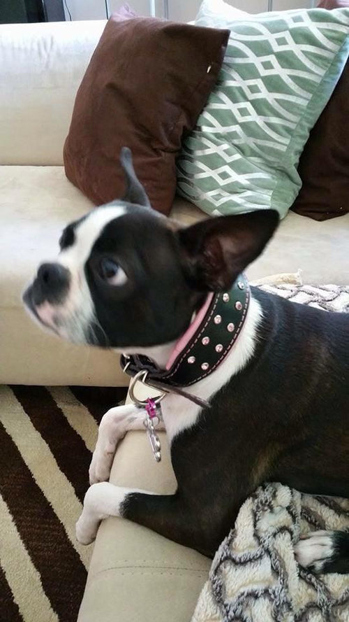 ''Diamond'' collar para perros y gatos - imagen 2
