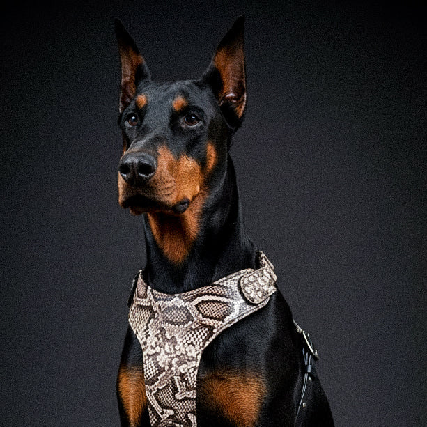 The ''Rock Python'' harness fuer Hunde und Katzen - Bild 2