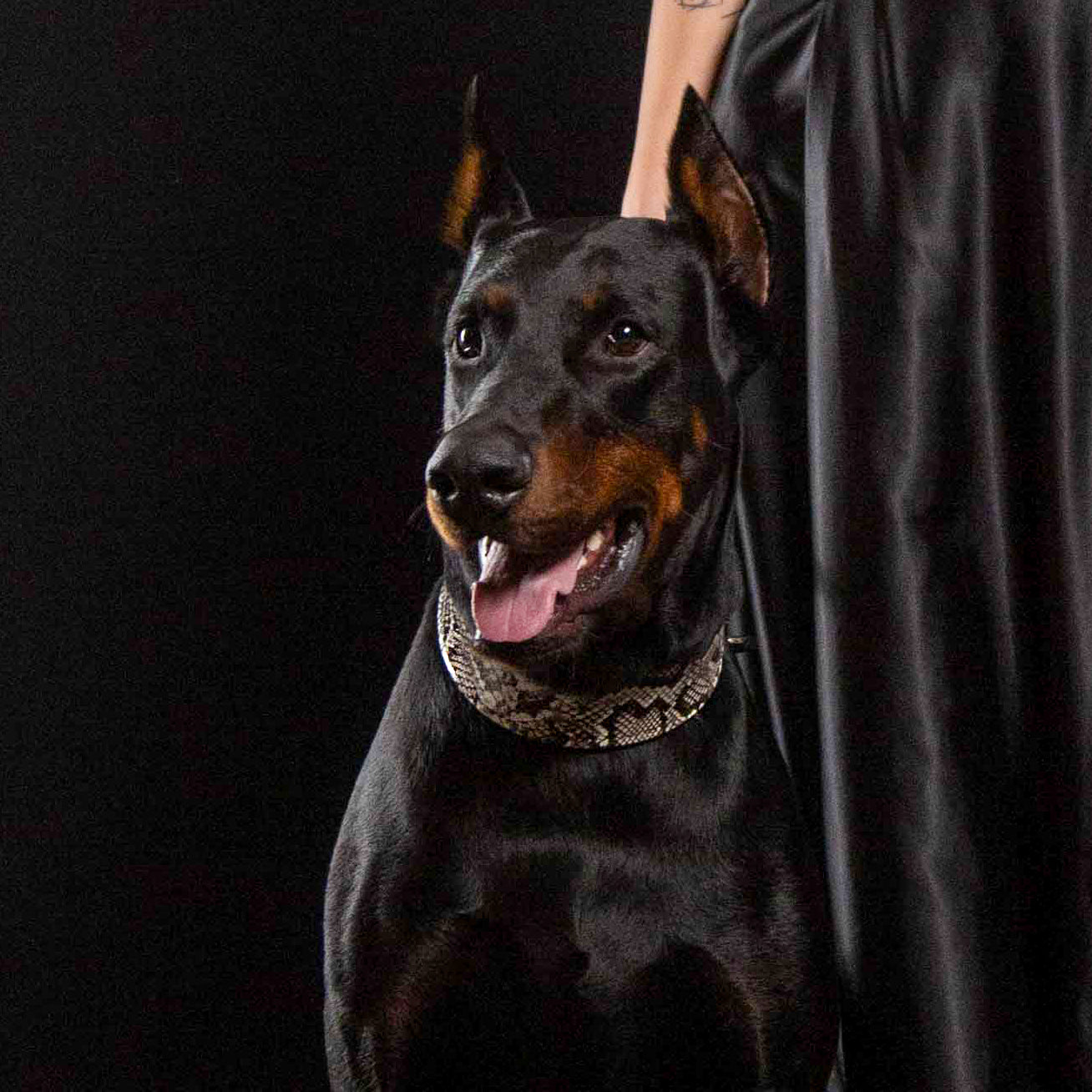 Collar Cobra para perros, vista 4