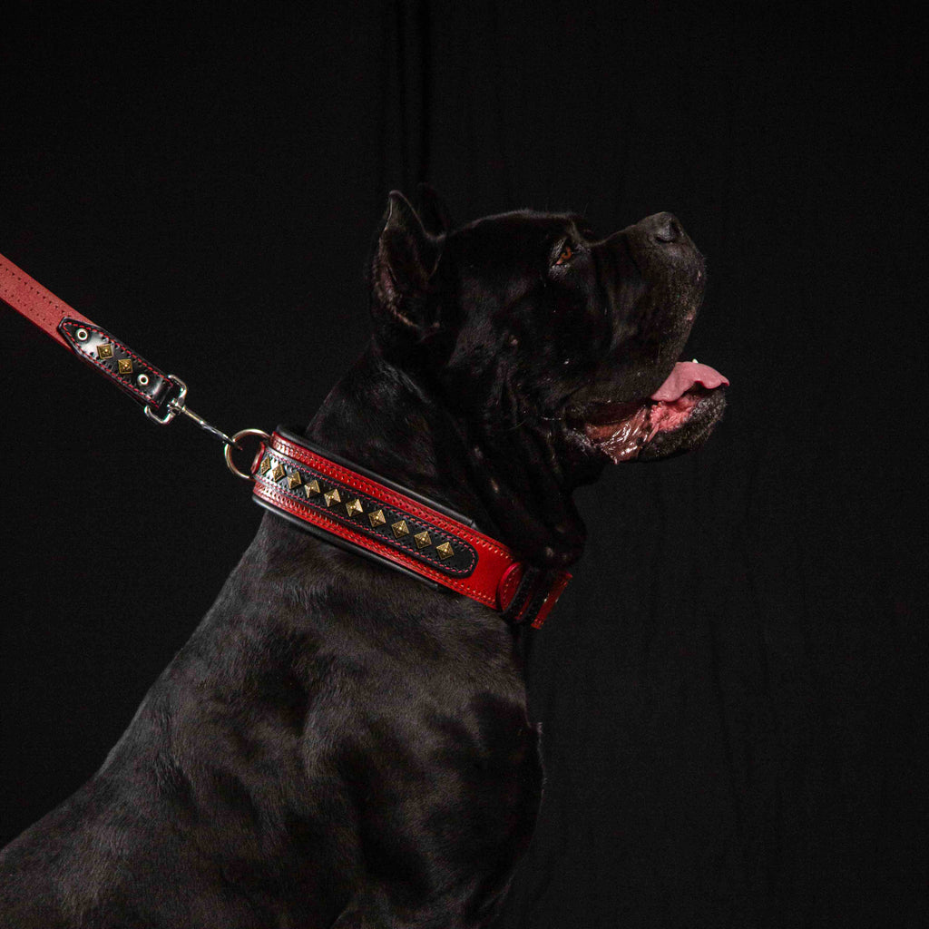 Collare Balteus rosso per cane