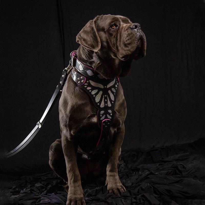 The ''Ariel'' collar para perros y gatos - imagen 4