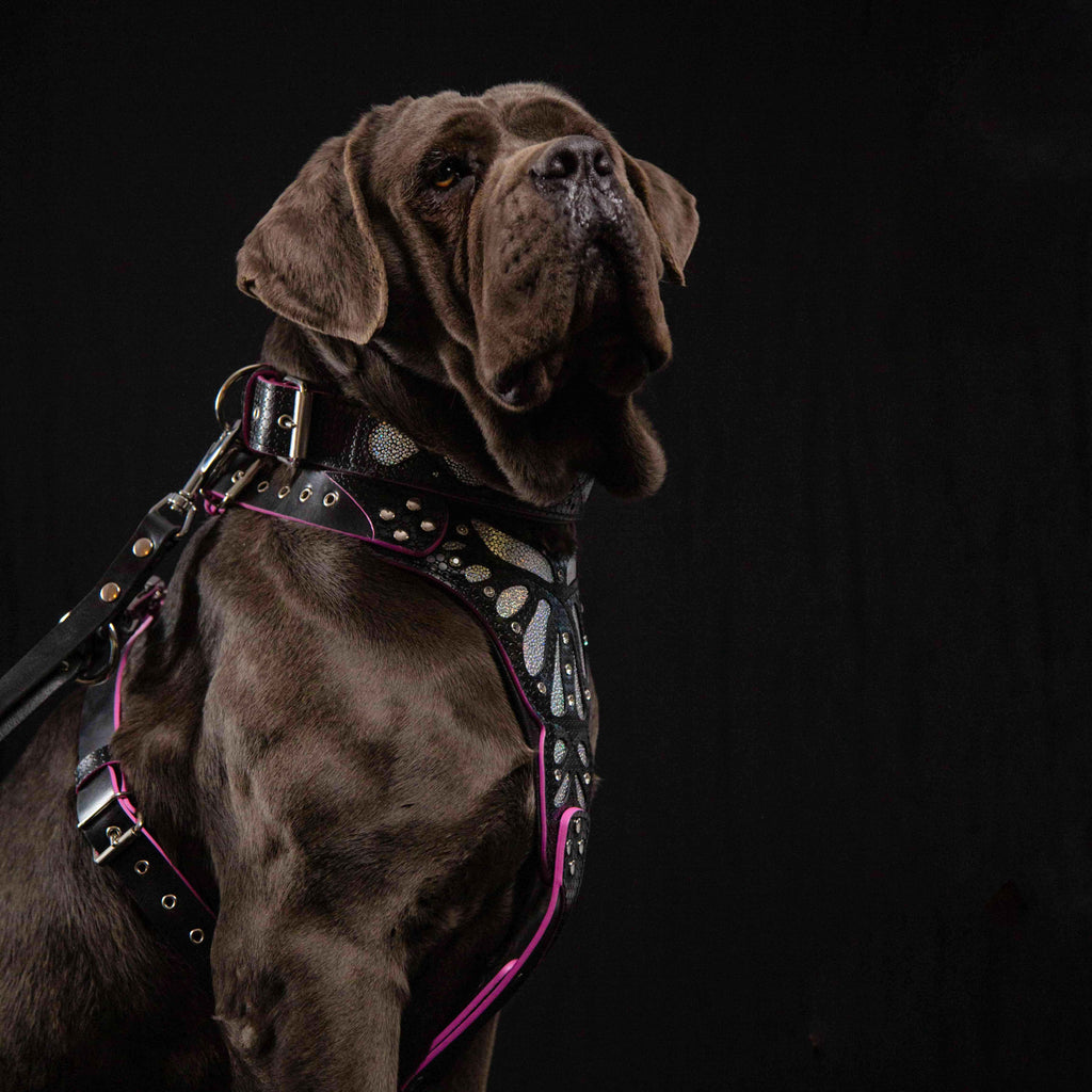 The ''Ariel'' collar para perros y gatos - imagen 5