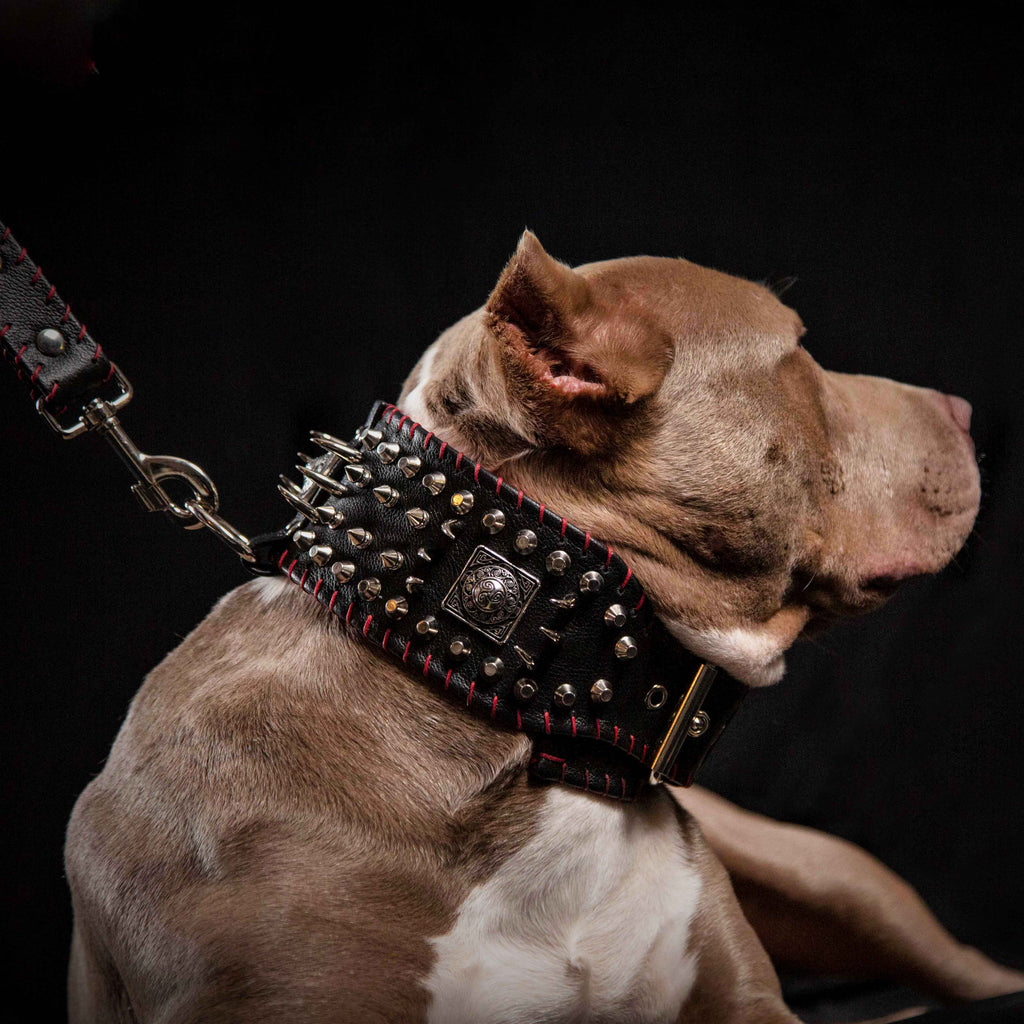 The "DAVID" hand stitched 3.15 inch wide show collar for dogs - image 2