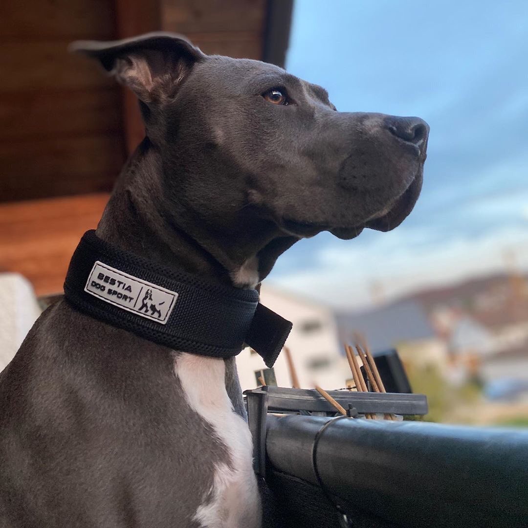 Verstellbares Halsband impermeable negro fuer Hunde