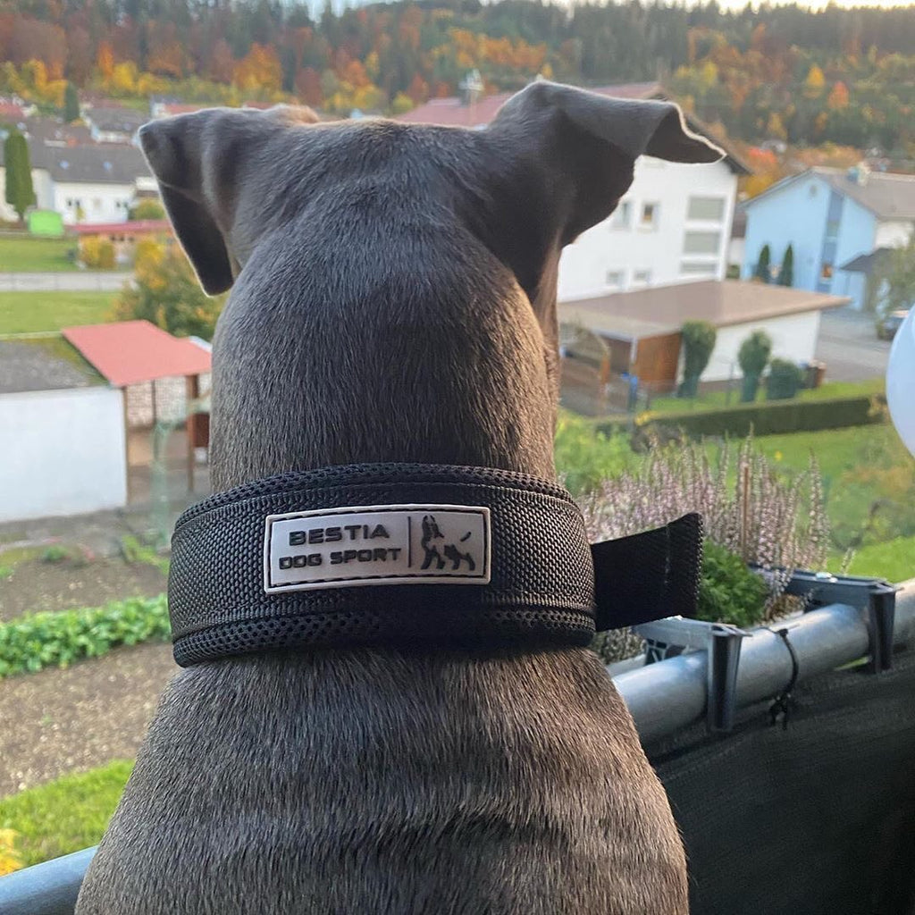 Verstellbares Halsband impermeable negro fuer Hunde