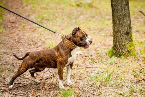The "Crown" collar for dogs - image 4