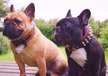 The "Bowtie" collar brown