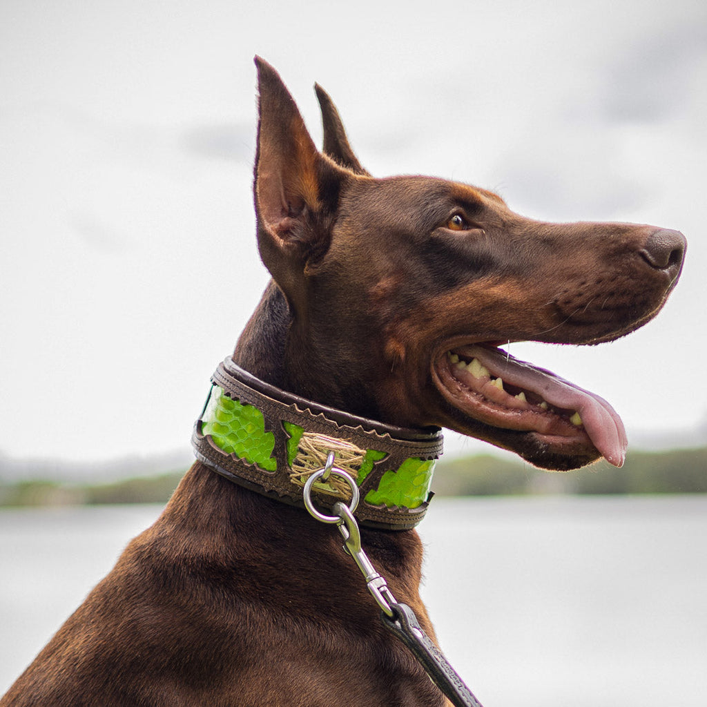 The ''Venom'' collar para perros y gatos - imagen 5