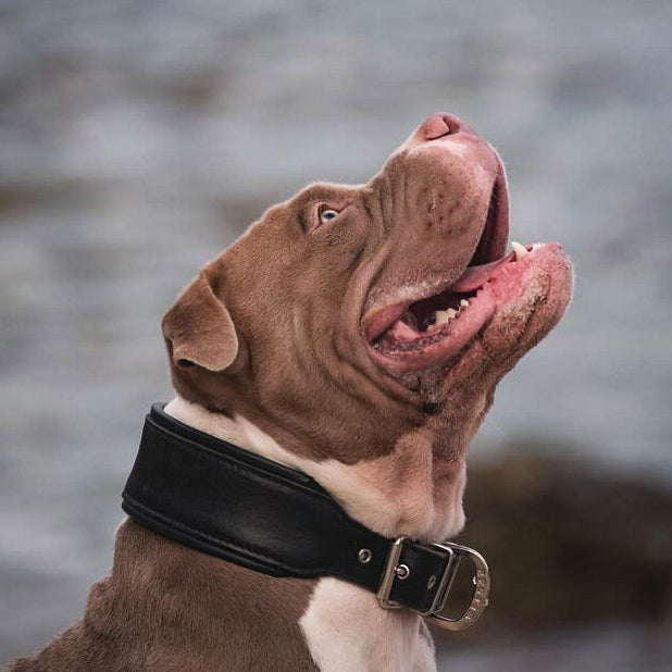Plain "Style" collar black for dogs - image 2