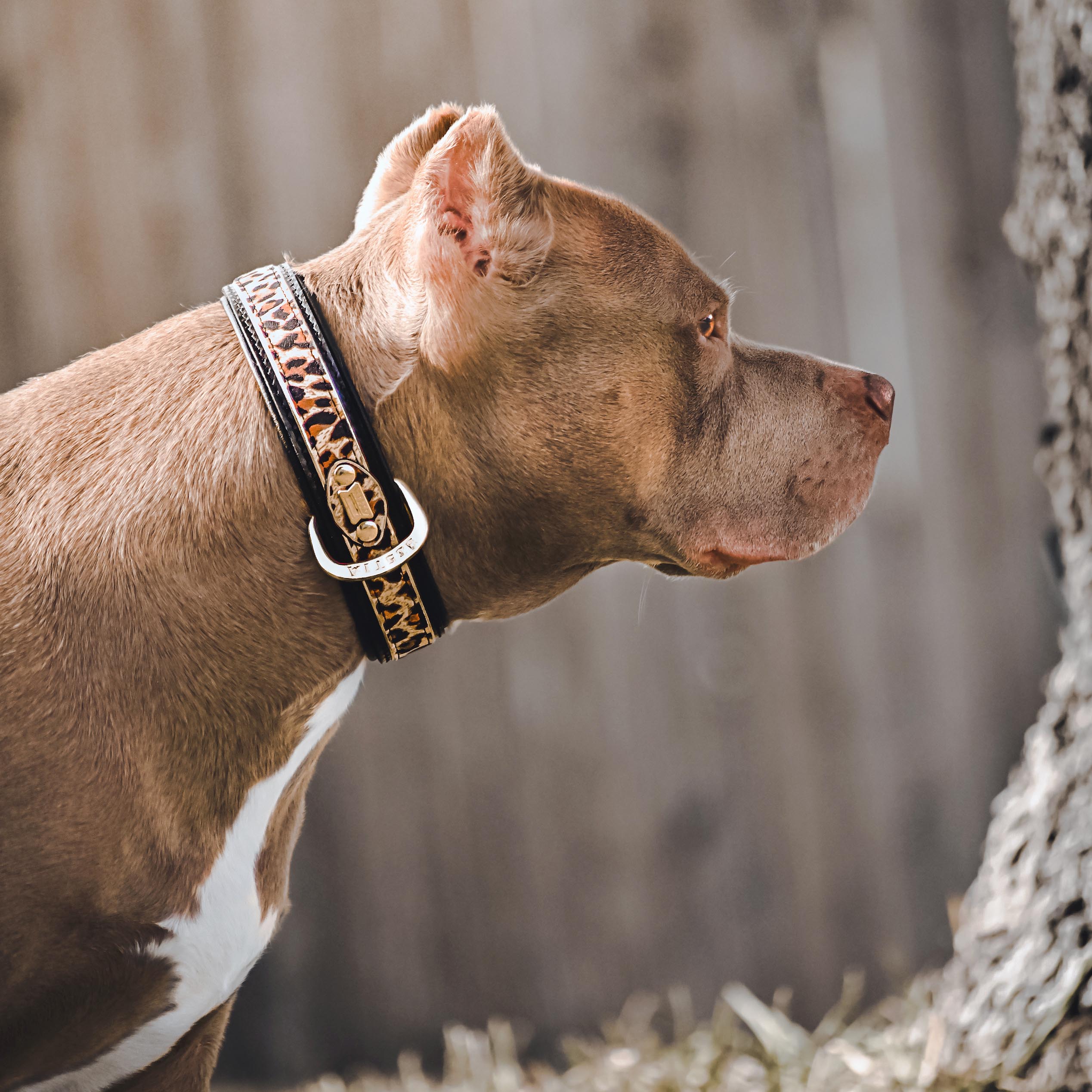 The Leopard Collar para perros y gatos - imagen 4