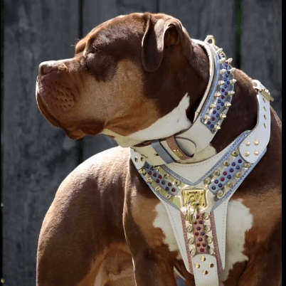 THE CANDY Harness per cani e gatti - immagine 2