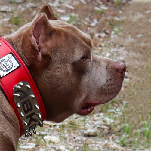 The ABKC Collar para perros - imagen 4