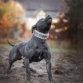 The "Metal" collar White & Gold- personalized!