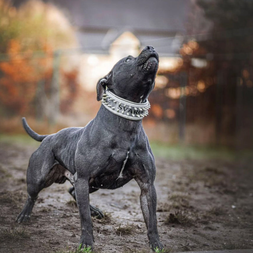 The "Metal" collar White & Gold- personalized! for dogs - image 5