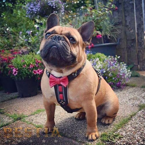 Padded harness in leather for dogs - image 2
