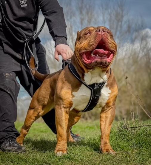 Arnés BESTIA SPORT para perros