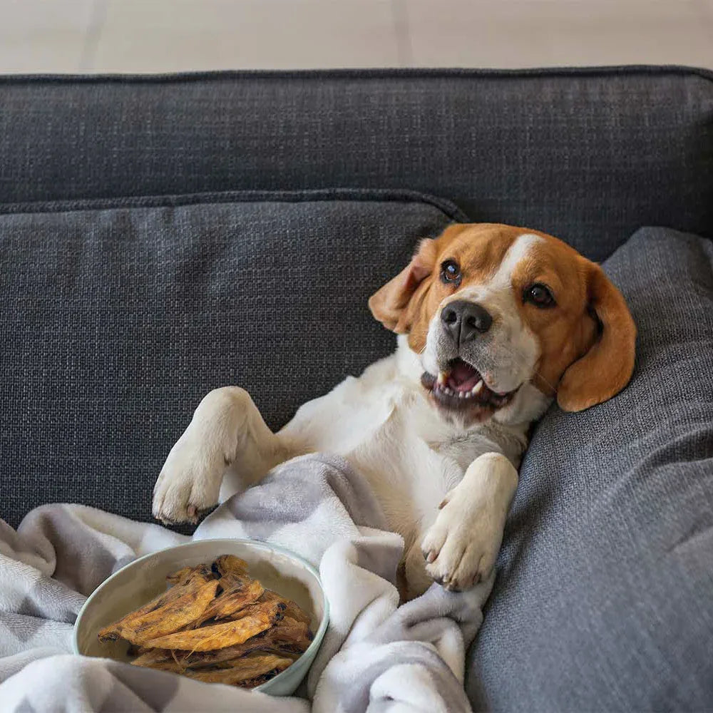Snackbox natural per Cani S
