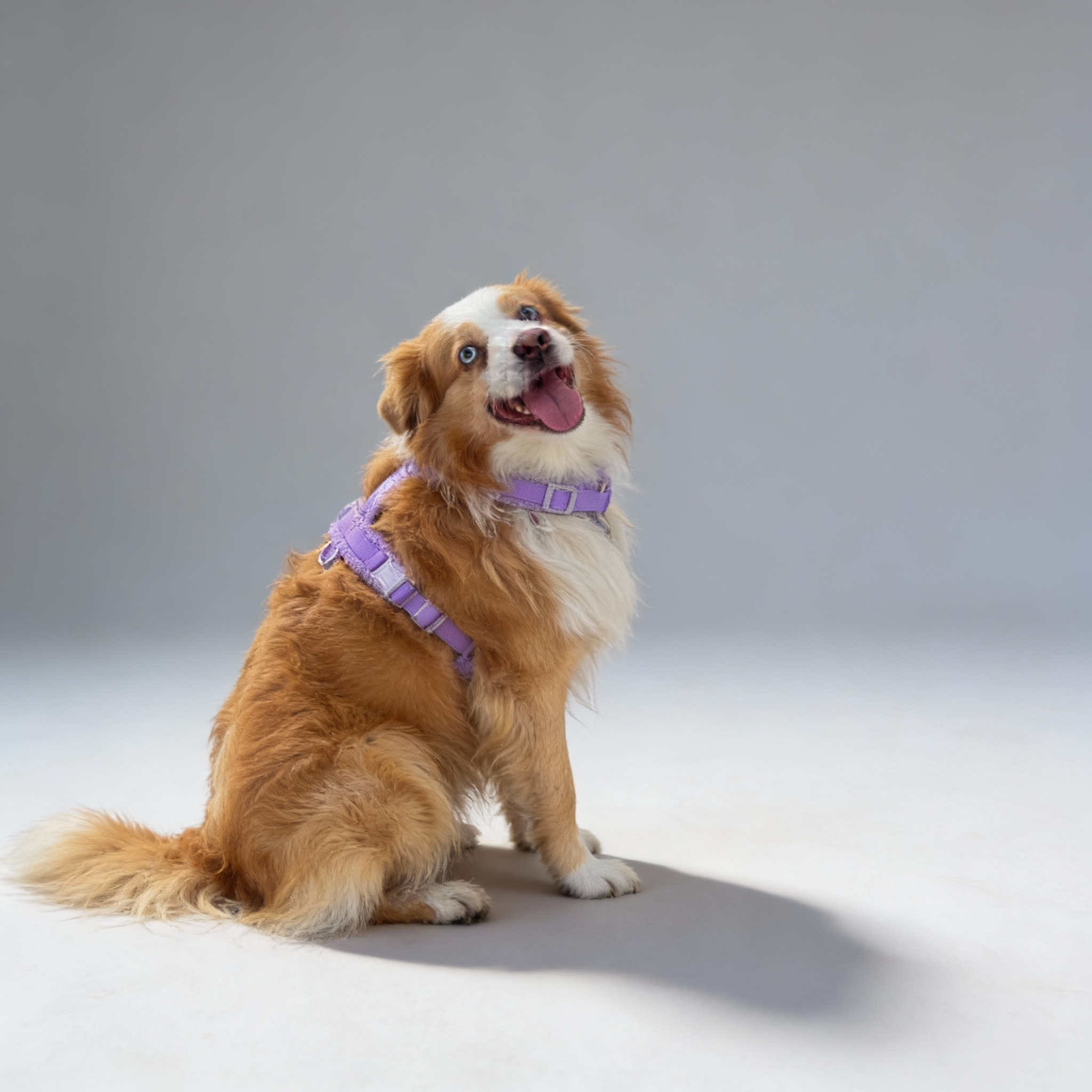 Arnés teddy violeta para perros - imagen 2