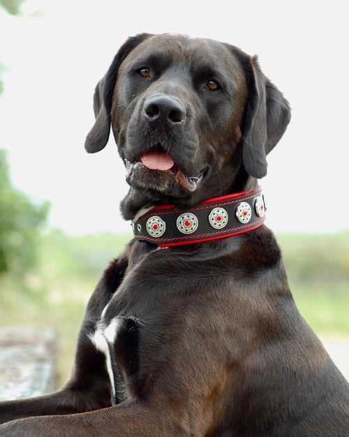 "Bijou" collar black & red fuer Hunde und Katzen - Bild 2