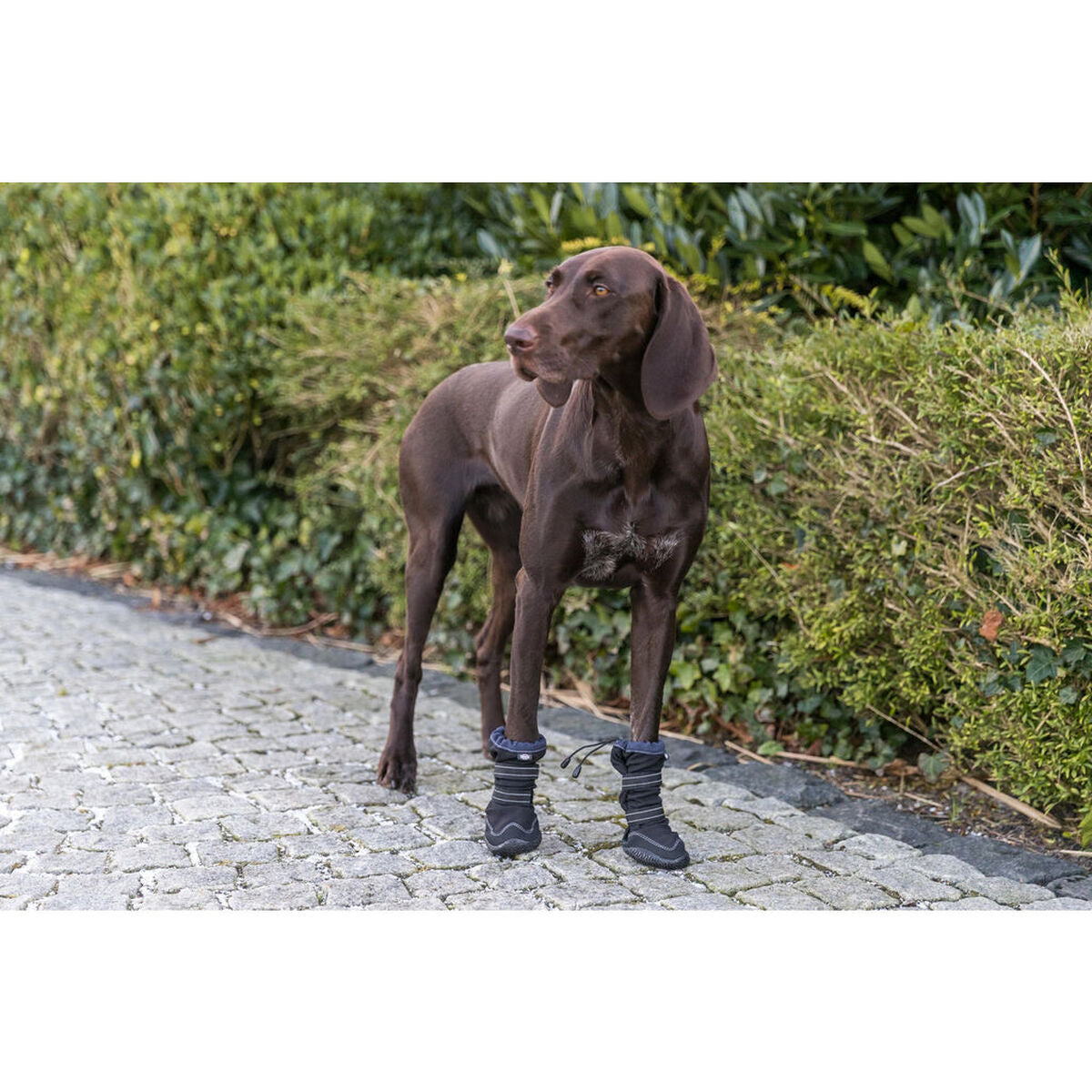 Cane shoes Trixie 19410 nero