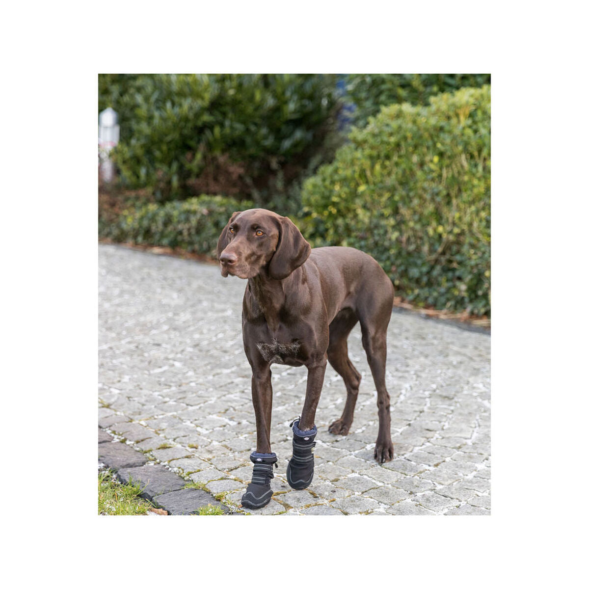 Botas Trixie negras para perro