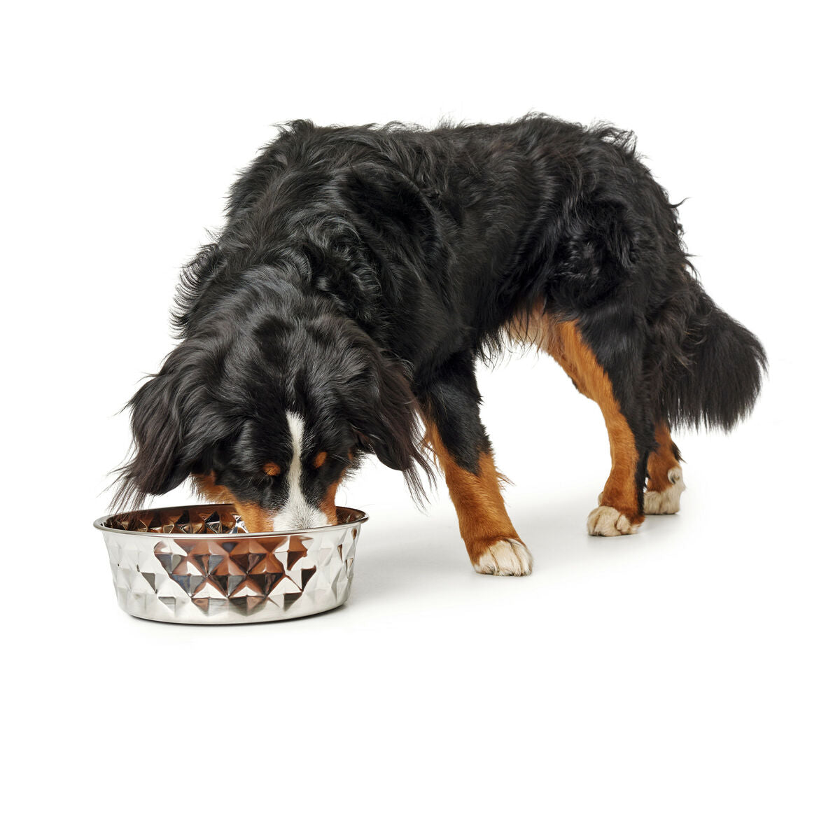 Comedero portatil de silicona para perros - imagen 7