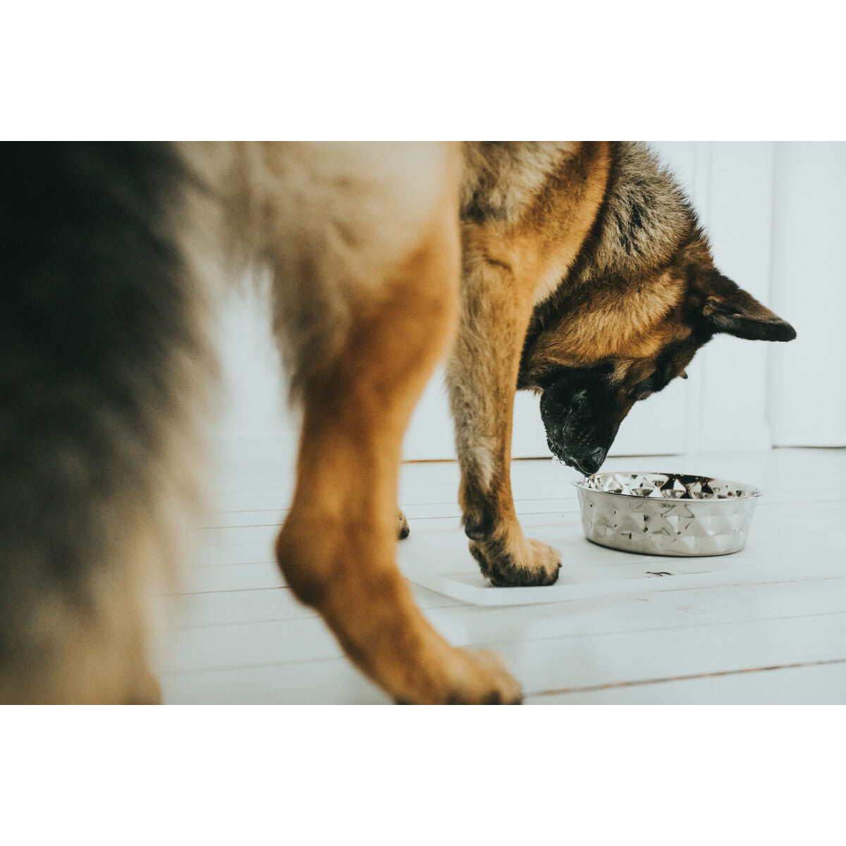 Comedero portatil de silicona para perros - imagen 5