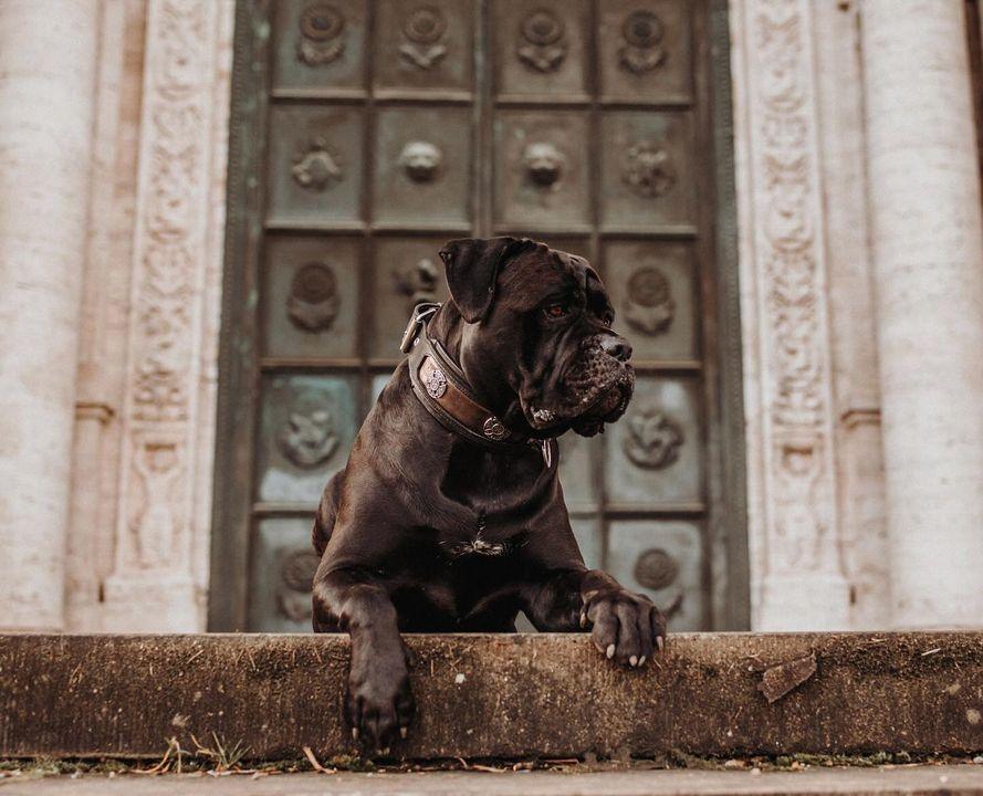 The ''Viking'' LIMITED collar exclusive design/ 50 pieces fuer Hunde - Bild 5