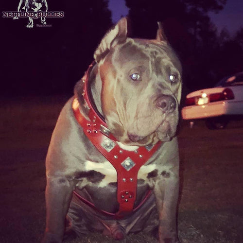 Arnés Eros rojo para perros, vista 2