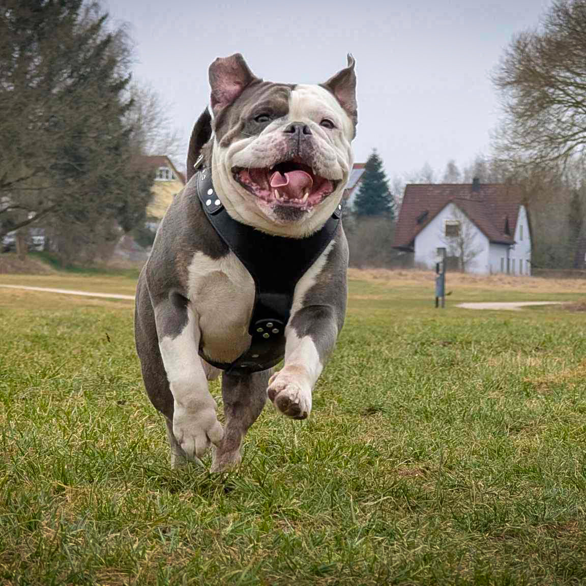 The ''Style'' harness Black pour chiens - image 3