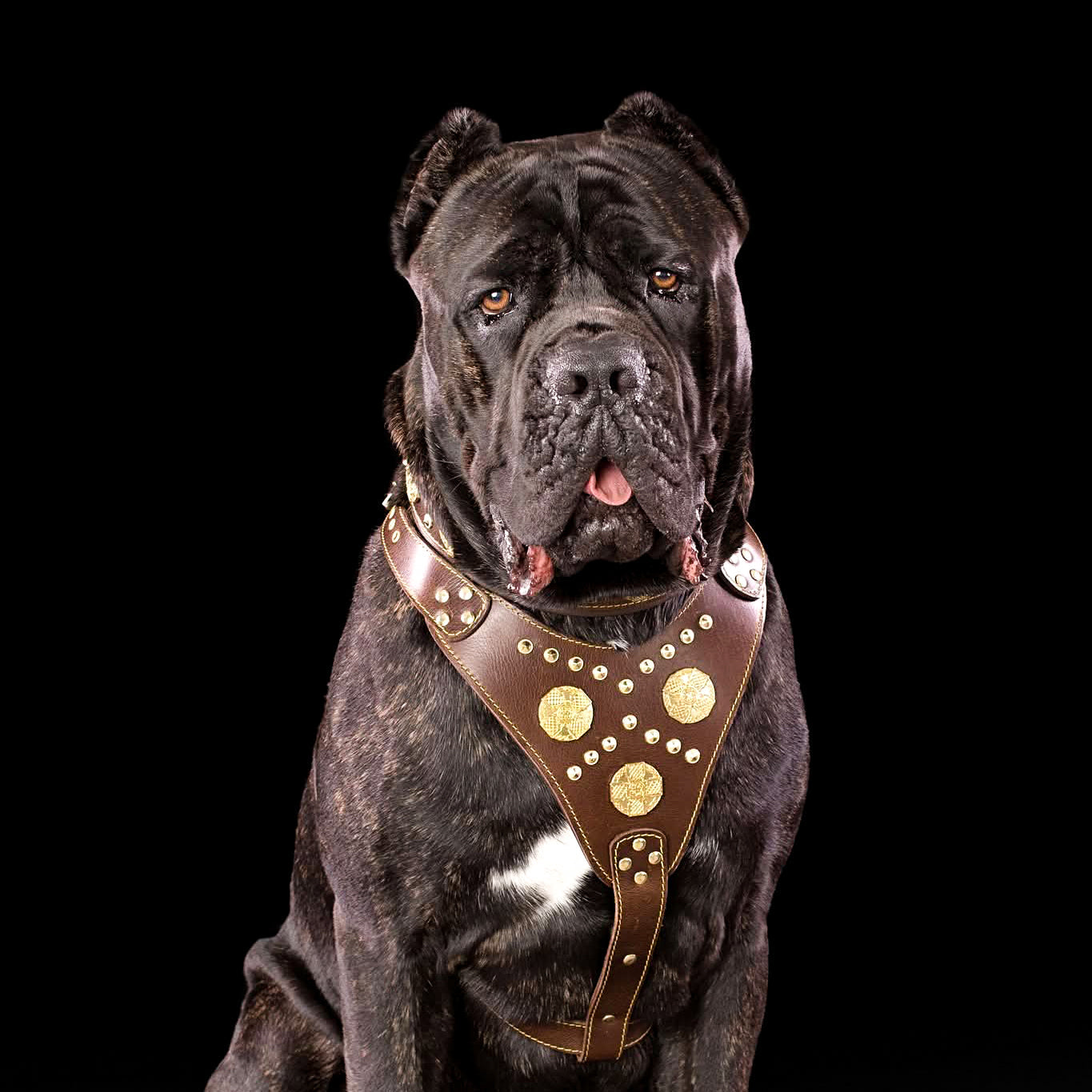 The "Maximus" brown harness pour chiens - image 2
