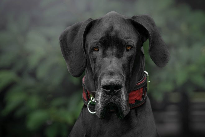 The ''Red Dragon'' collar fuer Hunde - Bild 2