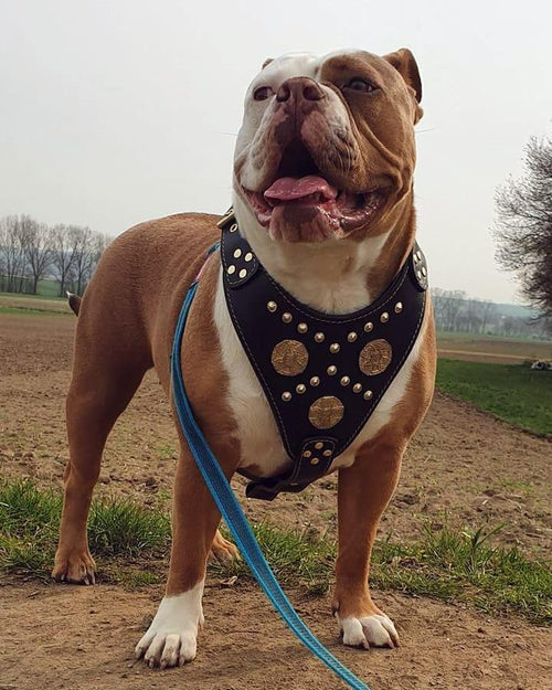 Padded harness soft in leather negro for dogs - image 2