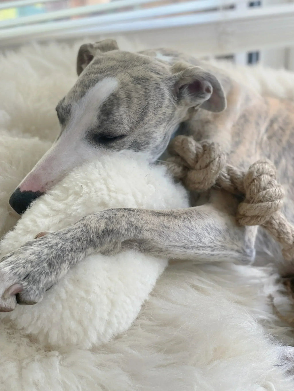 Natural lana cane Tug Toy - bianco