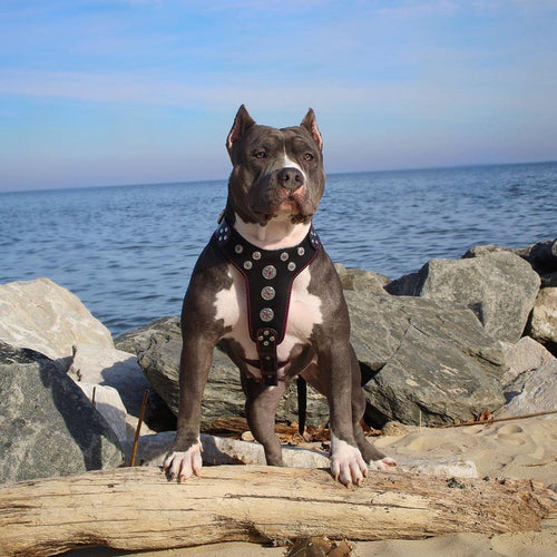 ''Bijou'' harness Black & Red for big dogs per cani - immagine 2