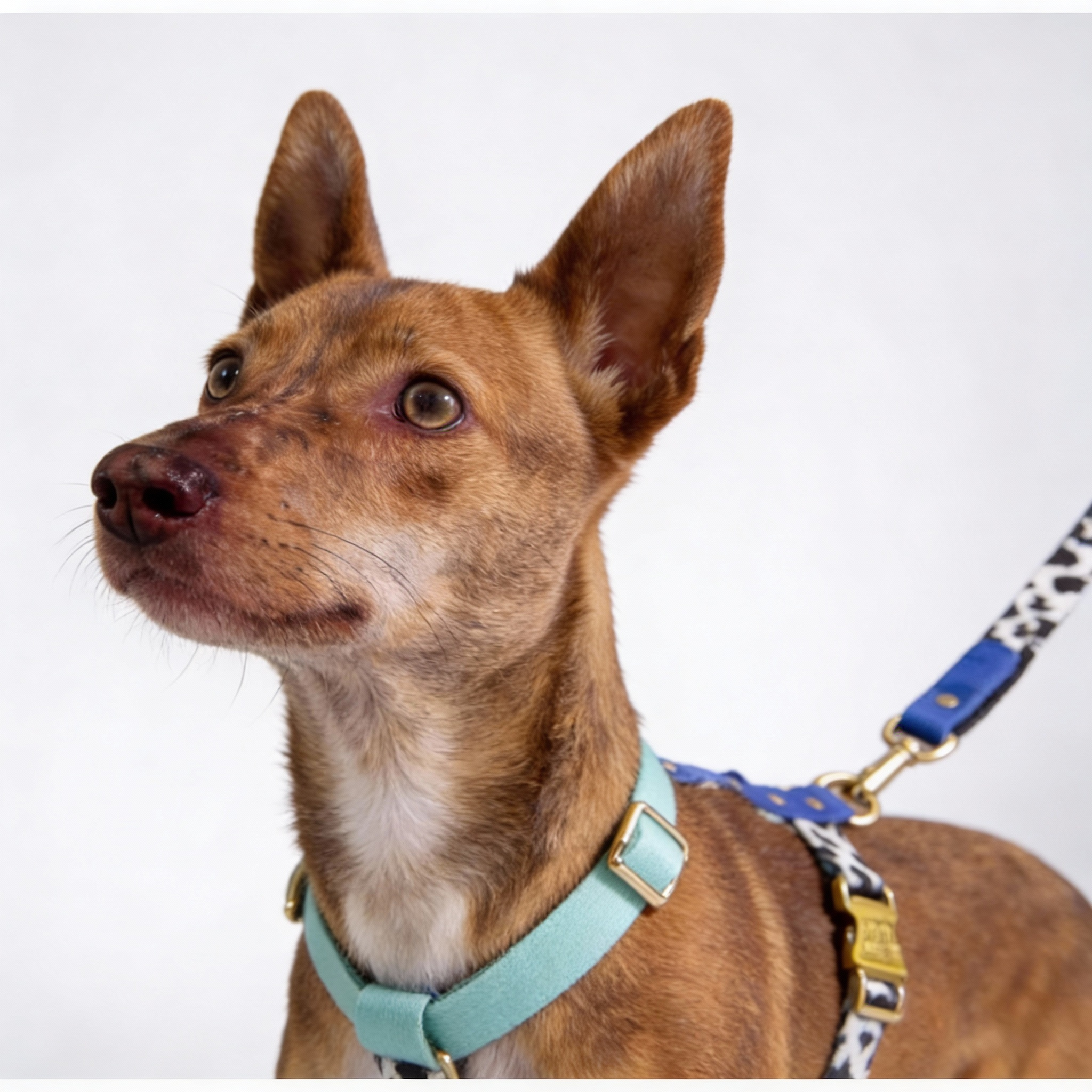 Pettorina per cane Blueberry