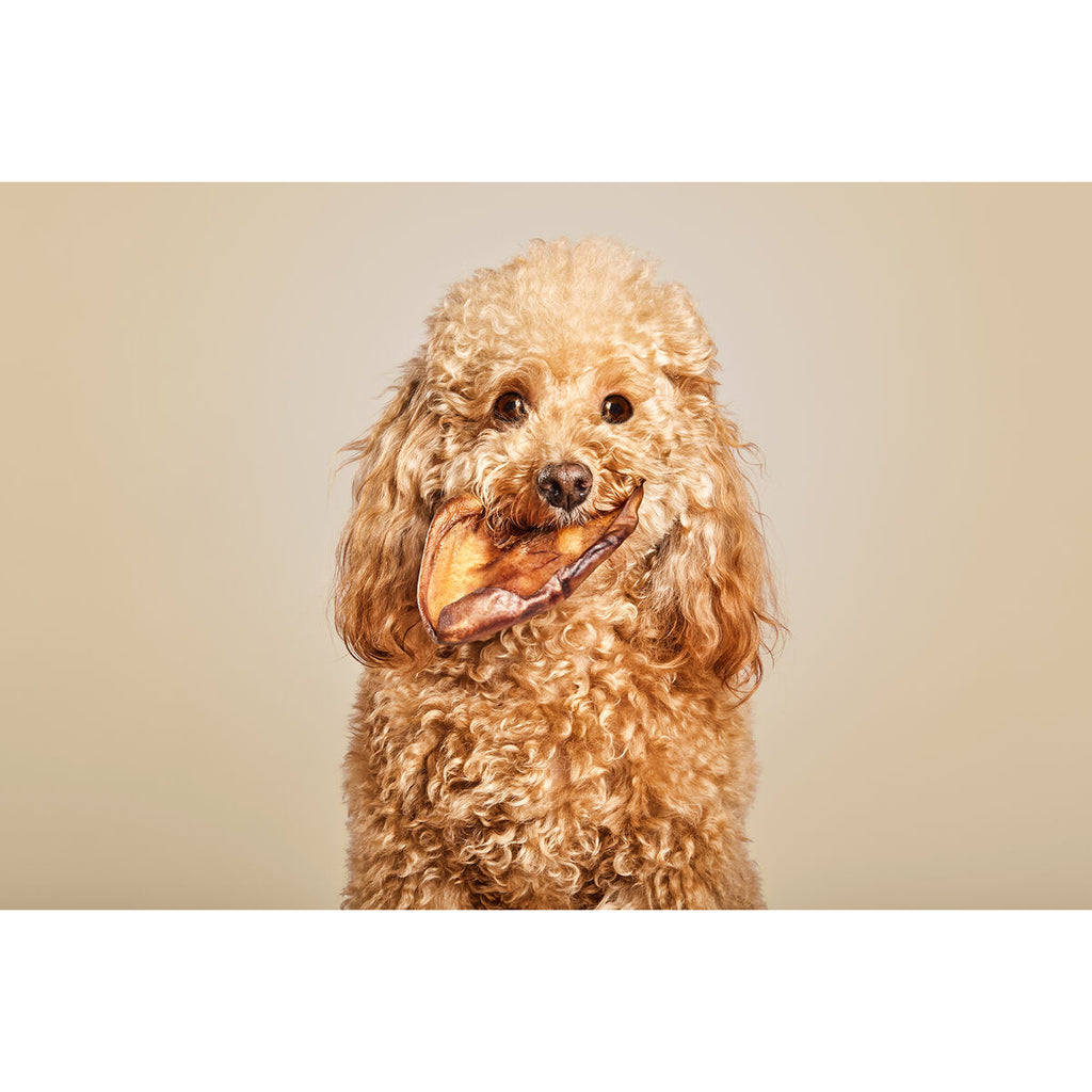 Home | garden > pets > pet food rojo fuer Hunde - Bild 5