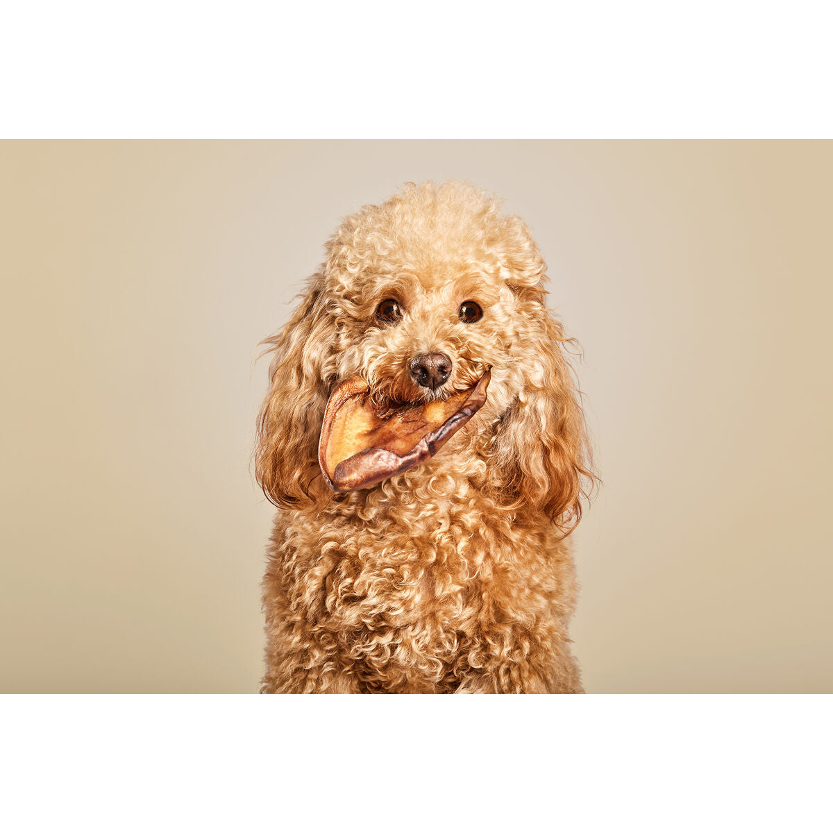 Home | garden > pets > pet food rojo fuer Hunde - Bild 5