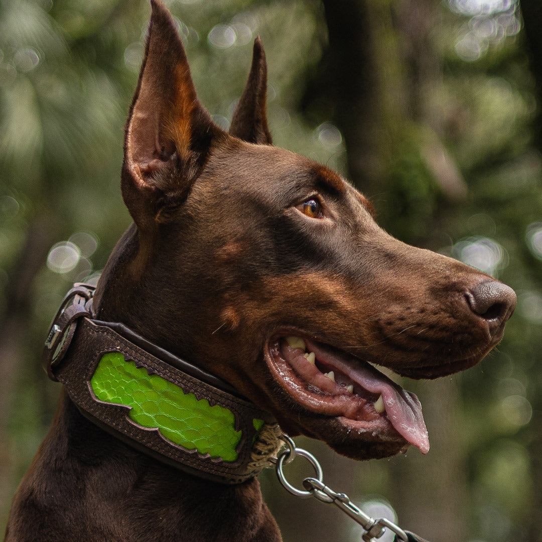 The ''Venom'' collar pour chiens et chats - image 4