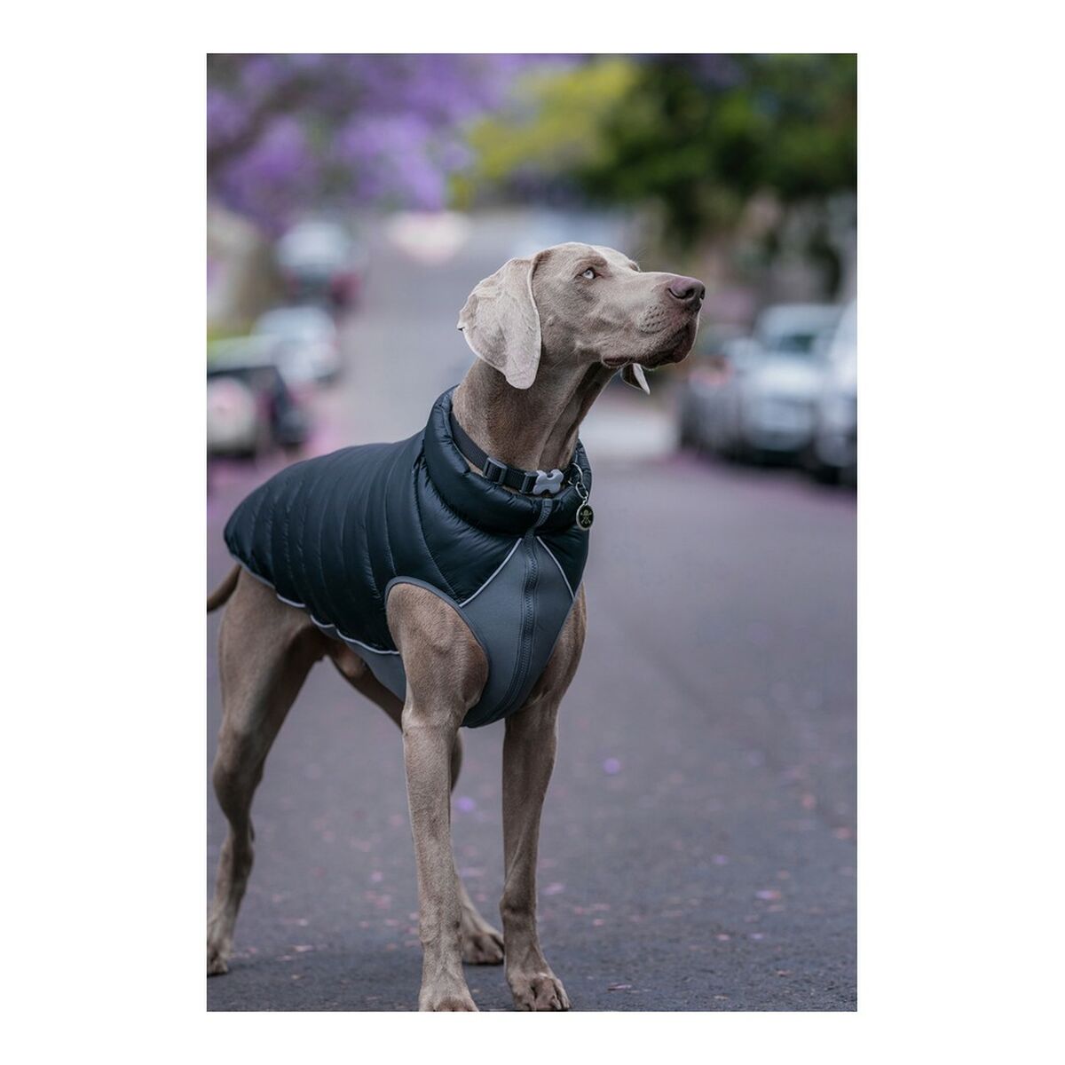 Abrigo Red Dingo Puffer negro/gris para perro 25 cm